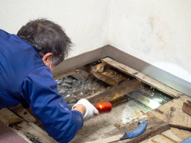 Best Mold Removal and Inspection  in Mount Pleasant, NC
