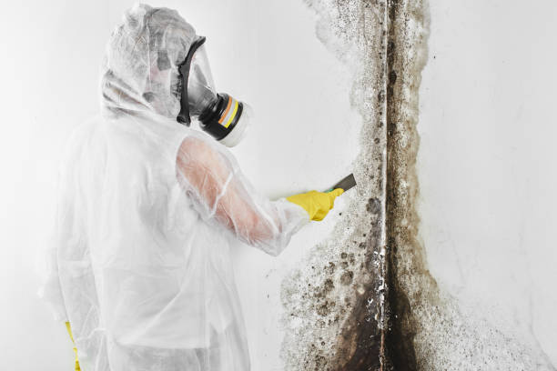 Best Mold Damage Repair  in Mount Pleasant, NC