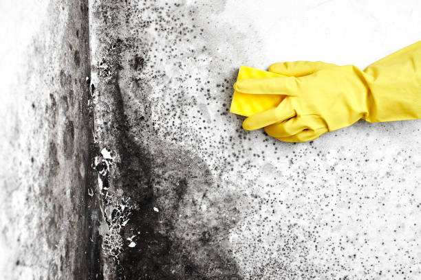 Best Professional Mold Removal  in Mount Pleasant, NC