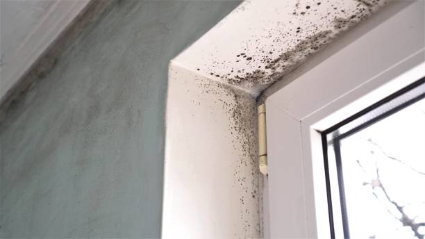 Best Toxic Mold Removal  in Mount Pleasant, NC
