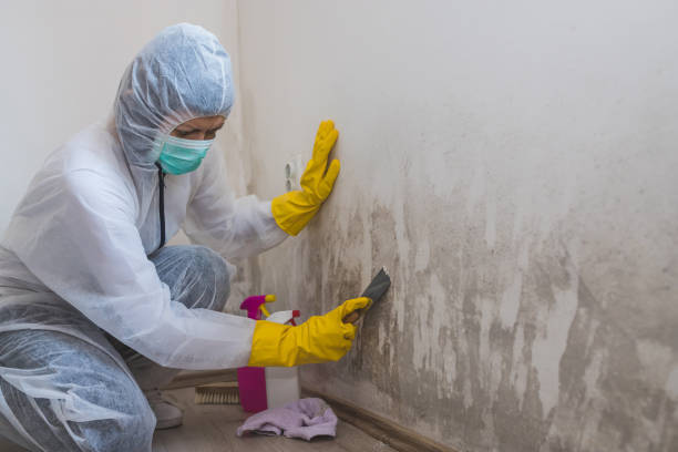 Best Mold Remediation Experts  in Mount Pleasant, NC