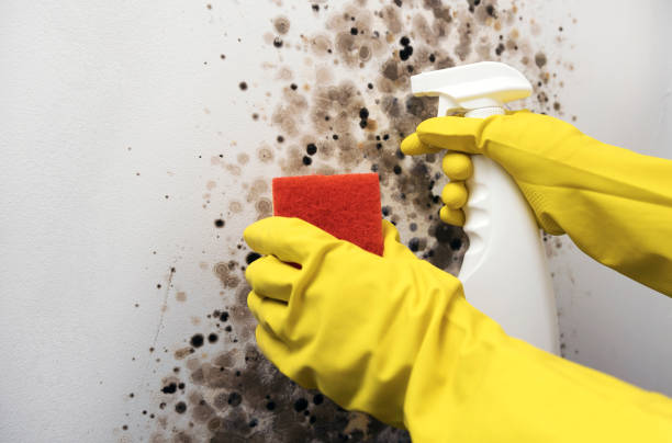 Mold Removal and Inspection in Mount Pleasant, NC