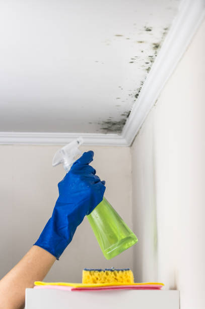 Best Attic Mold Removal  in Mount Pleasant, NC