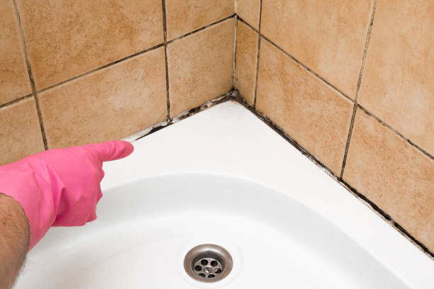 Best Residential Mold Removal  in Mount Pleasant, NC